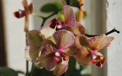 Орхидея фаленопсис Nemo (отцвела) купить в Новосибирске с доставкой |  Товары для дома и дачи | Авито