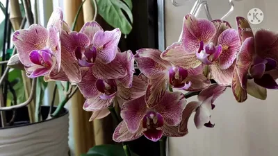 Орхидея фаленопсис Nemo (отцвела) купить в Новосибирске с доставкой |  Товары для дома и дачи | Авито