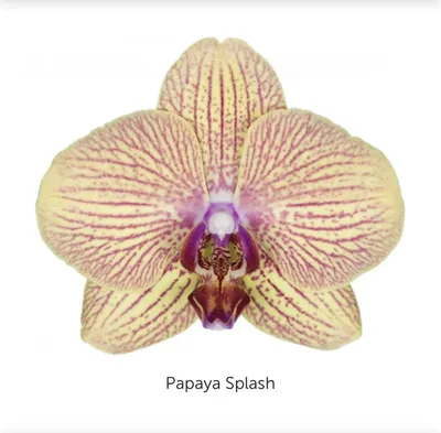Орхидея немо - 64 фото