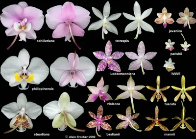 орхидея Miraflore - купить с доставкой онлайн | VIAFLOR