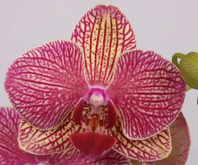 Купить Орхидея Фаленопсис Немо 2 ствола в Москве