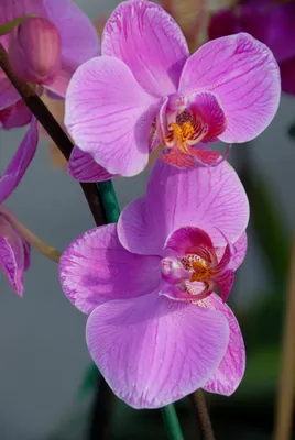 Орхидея немо - 64 фото