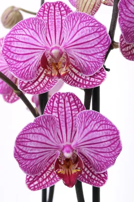 Сортовые виды орхидей.... - GreenHouse-Baku. | Facebook