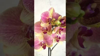 орхидея Melody - купить с доставкой онлайн | VIAFLOR