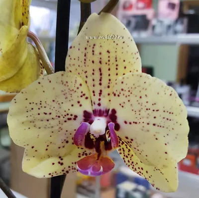 орхидея Happy minho - купить с доставкой онлайн | VIAFLOR