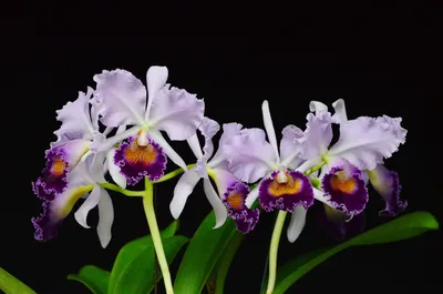 Орхидея Phalaenopsis