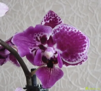 Орхидея фаленопсис Summer song – купить в Москве, цена 900 руб., продано 26  апреля 2020 – Растения и семена
