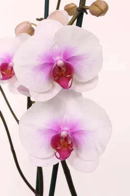 Бурное цветение орхидей февраля. Полный роспуск орхидей. Красивые и не  прихотливые орхидеи. - YouTube