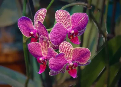 Доброе утро! 😘 Обожаю цветения гроздьями 🥰🌺 Моя #орхидея #фаленопсис # немо #орхидеи #моиорхидеи #цветы #моицветы #orchids #orchid… | Flowers,  Plants, Garden