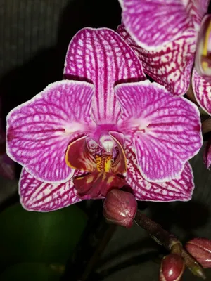 орхидея Mountion - купить с доставкой онлайн | VIAFLOR