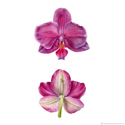 Круноцветковая фиолетовая орхидея. , цена 25 р. купить в Минске на Куфаре -  Объявление №209882148