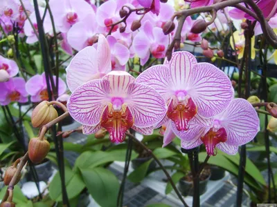 Купить орхидеи под заказ с доставкой по России