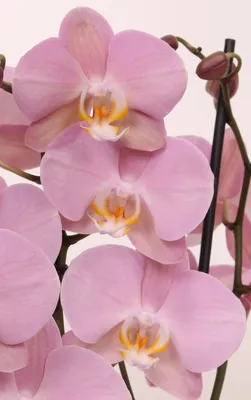 Орхидеи : Орхидея фаленопсис Nemo