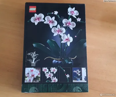 Орхидея – купить в Орске, цена 1 100 руб., продано 5 октября – Растения и  семена