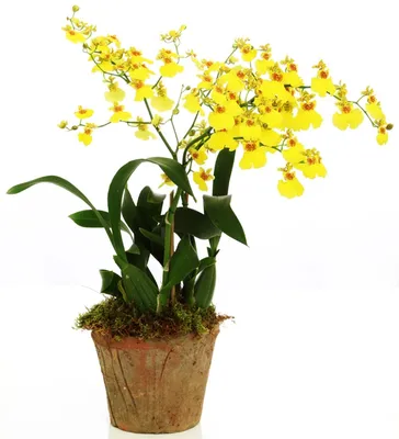 Орхидея онцидиум фото фотографии