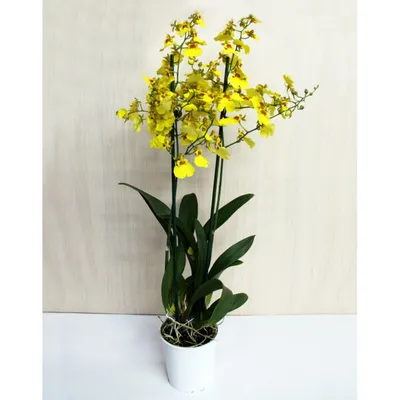 Орхидея Онцидиум 1 ветка, желтый купить по цене 539 грн | Украфлора