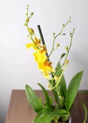 Онцидиум. Орхидея онцидиум желтый в интернет магазине. Купить в Киеве с  доставкой