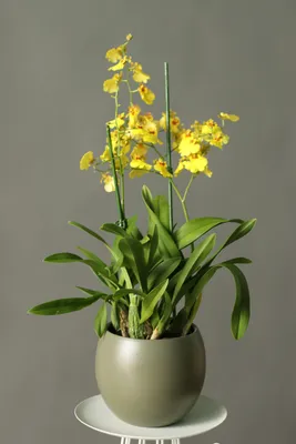 Орхидея Онцидиум жёлтая 1 ствол купить в Москве с доставкой | Магазин  растений Bloom Story (Блум Стори)