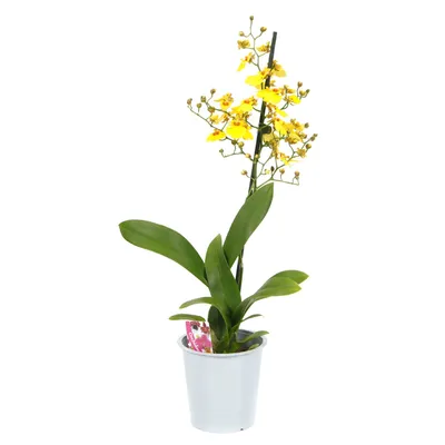 Растение искусственное Орхидея Онцидиум бургундия с розово-белым в  стеклянной вазе Диаметр 65 см Высота 67