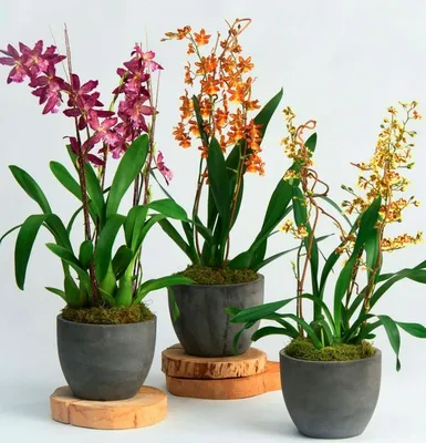 Орхидея онцидиум советы за уходом в домашних условиях | Growbox