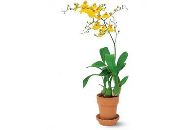 Онцидиум - Oncidium. Уход за орхидей онцидиум.