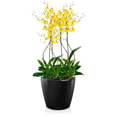 Купить комнатные растения Орхидея Онцидиум в кашпо с автополивом LECHUZA,  общая высота - 65 см в магазине ARTPLANTS с доставкой по Москве
