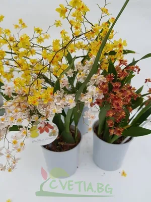Орхидея Oncidium- жълта - 39,90 лв. - airplantsbg.com