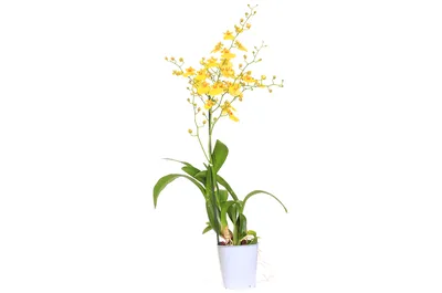 Онцидиум (Oncidium) - купить орхидею в Киеве с доставкой по Украине