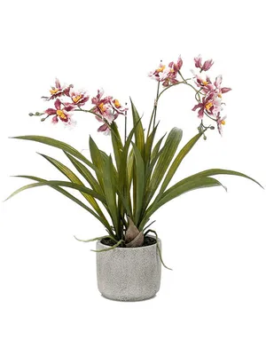Орхидея онцидиум купить в Москве