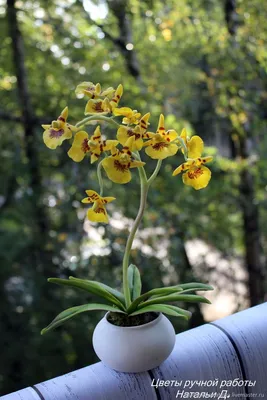 Комплект Орхидея Онцидиум