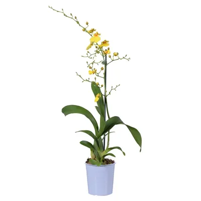 Орхидея Онцидиум d9 см купить недорого в интернет-магазине товаров для сада  Бауцентр