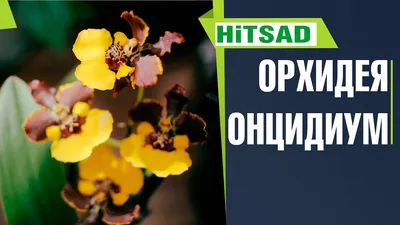 Орхидея Онцидиум 12/50 (GL) - Купить с доставкой в интернет-магазине Cashpo  Design по выгодной цене
