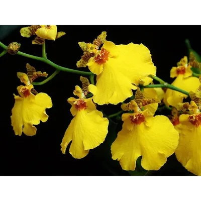 Орхидея Онцидиум Твинкл микс в Москве по доступным ценам. Заказать.