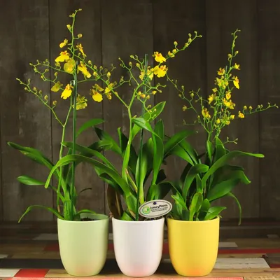 Орхидея Онцидиум в горшке - заказать и купить комнатные растения с  доставкой | Donpion