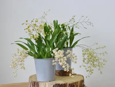 Орхидея онцидиум 🌸 Правила ухода для красивого цветения - YouTube