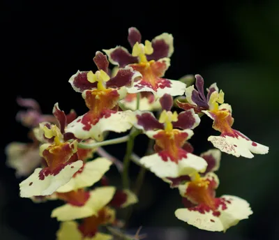 Орхидея Онцидиум Свит Шугар в кашпо D13 купить