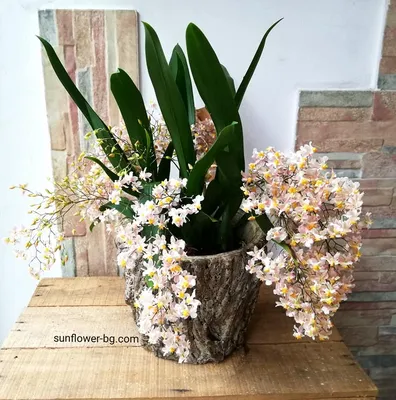 Орхидея Oncidium Sweet Sugar