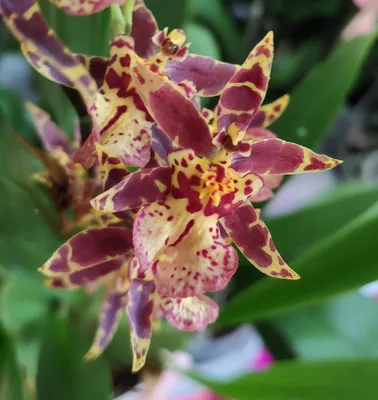 Орхидея Онцидиум 1 ветка, каскад в интернет магазине Украфлора