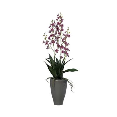 Орхидея Онцидиум Птицеклювый купить