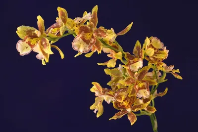 Орхидея Онцидиум, Oncidium, тигровая орхидея | Сам себе риэлтор | Дзен