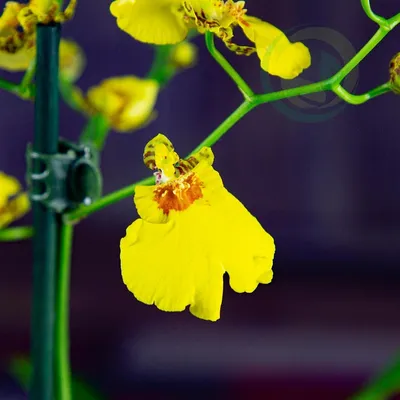 Онцидиум - «Солнечная орхидея - Онцидиум. Расскажу о правилах ухода и  покажу своего красавца ✿○•٠·˙» | отзывы