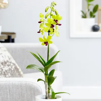 Орхидея Онцидиум в горшке - заказать и купить комнатные растения с  доставкой | Donpion
