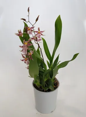 Цветы Орхидея Онцидиум - Бесплатное фото на Pixabay - Pixabay