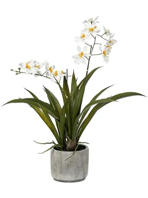 Орхидея Онцидиум белая в горшке искусственная H45 см (арт. 8EE425586) -  купить за 6 905 ₽ в интернет-магазине Гарден Гров