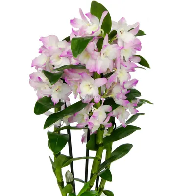 Орхидея Онцидиум: 145 000 so'm - Xona o'simliklari Toshkent на Olx