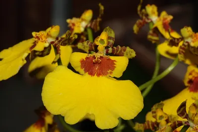 Уход за растениями » Орхидея Онцидиум уход