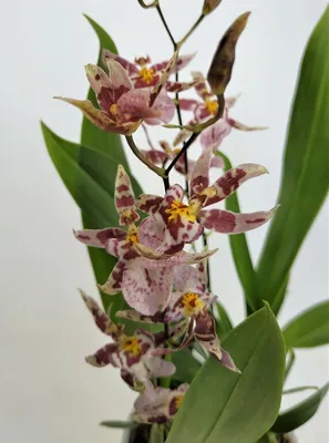 Орхидея Онцидиум Фиолетовая (Oncidium)