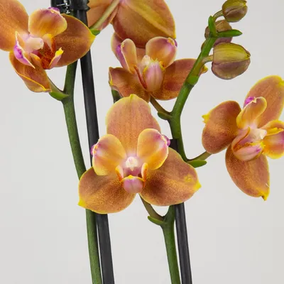 Оранжевая орхидея фаленопсис купить в интернет-магазине