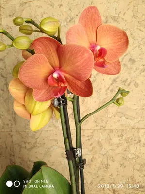 Орхидею фаленопсис \"Дания\" купить в Москве с доставкой