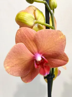 Орхидея Фаленопсис 1 ствол Оранжевая (Phalaenopsis)